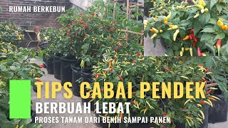 CARA TANAM CABAI RAWIT AGAR BERBUAH LEBAT DENGAN METODE POTONG PUCUK [upl. by Nnylyahs]