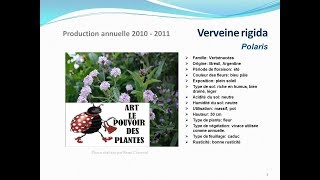 Verveine rigida Polaris plante vivace [upl. by Resor]