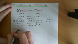 Cyclic AMP Signalling Part 4 [upl. by Coates696]