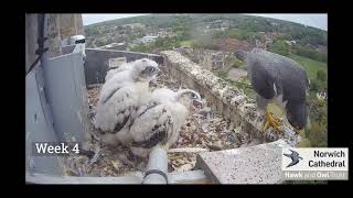 Norwich Cathedral Peregrines Summary  2021 [upl. by Pengelly175]