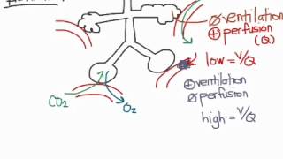 Breathing 01 types of respiratory failure [upl. by Harikahs]