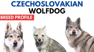 Czechoslovakian Wolfdog Breed Profile History  Price  Traits Czechoslovakian Vlcak Grooming Needs [upl. by Milan]