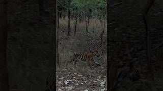 In the search of Tiger  Part 2 wildlife trending viral tiger [upl. by Idden]