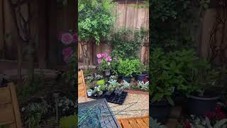 Foggy garden walk fyp homeandgarden gardenideas gardenspace gardenwalk asmr fallcontainer [upl. by Herald]