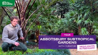 UK TROPICAL GARDEN tour with Curator  February in Abbotsbury Subtropical Gardens [upl. by Adnowat275]