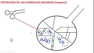 Histología de las Glándulas salivales mayores Parte 1 [upl. by Charlotta60]