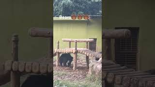 Patna zoo bear cage🐻🐻🐻🐻 [upl. by Lillian]