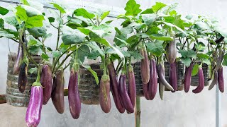 Surprisingly Growing Eggplants In Old Plastic Containers For Many Fruits amp Easy [upl. by Ailicec912]