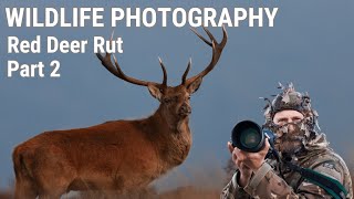 WILDLIFE PHOTOGRAPHY  RED DEER RUT EXMOOR 2019 Part 1  Ruting Stags [upl. by Farleigh]