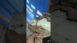 The hobby pigeon is deadpigeonpigeon pigeonbreed racerpigeon shortvideo kabutar racingpigeo [upl. by Malca]