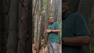 পৃথিবীর সবচেয়ে বড় ঘাস।🎄🥬🌳 [upl. by Dine]