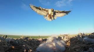 Ferruginous Hawks [upl. by Marguerita]