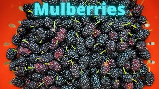 This Is How I Eat Mulberries [upl. by Mancino]