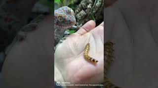 La Dieta Carnívora del Gecko Tokay 🍽️ wildlife faunasalvaje vidasalvaje pets mascotas [upl. by Llenrahc]