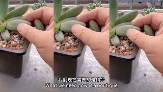 USEFUL TIPS TO GET MORE HEADS一边切叶片一边分享多肉养护知识 succulent plants [upl. by Travers]