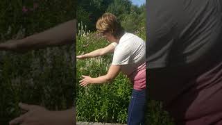 Conducting Obedient Plant Playing the Music of the Plants [upl. by Jemena636]