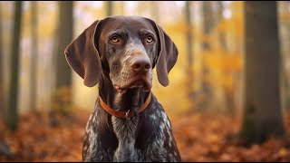 German Shorthaired Pointer An Overview of their Temperament [upl. by Lora16]