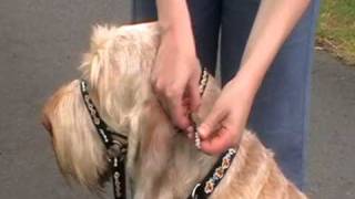 Dogmatic Headcollar  how to fit the Headcollar [upl. by Allisan]