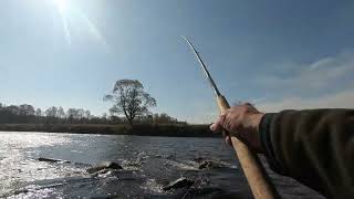 Spring Salmon fishing at Upper Delvine [upl. by Wendall890]