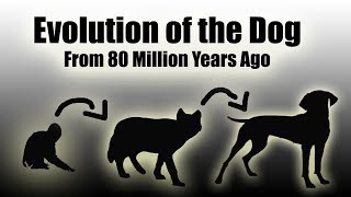 TIMELAPSE Evolution Of The Dog EVERY YEAR  80 Million Years In a Video HD [upl. by Sokin]