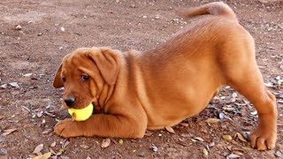 Fox Red Labradors Play Outside for the First Time [upl. by Lozar493]