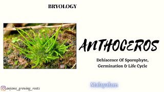 Life Cycle Of Anthoceros  Malayalam  Dehiscence Of Sporophite  Germination Of Spore [upl. by Leonard369]