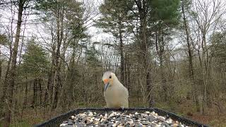 Redbellied Woodpecker call  10 Blue Jay [upl. by Uella]