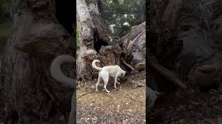 Piston’s Tree Exploration 🌲🐾  Camping Adventure at Lo Lo Mai Springs [upl. by Eirbua718]