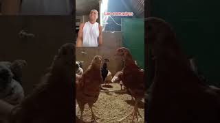 Vean a estas gallinitas el buen ritmo que tienen 🤣 comedia shorts [upl. by Alrac985]