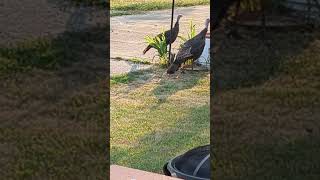 Turkeys Playing Clean Up Below bird Feeders viral shorts wildlife nature outdoors foryou [upl. by Nosmoht]