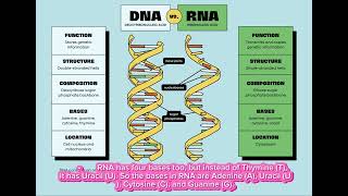 Difference between DNA and RNA IGCSE biology and O levels ￼ [upl. by Matazzoni]