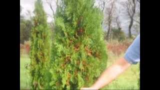 How to Care and Trim an Arborvitae [upl. by Ahsyle]