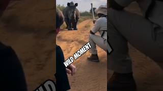 Wild moment on the African soil africa whiterhino wildlife conservation shortvideo fypyoutube [upl. by Martineau]