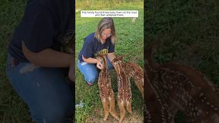 This family found three baby fawn on the road and then adopted them animalshorts [upl. by Okiron610]