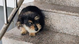 I Encountered a Stray Puppy in the Stairwell and It Followed Me Back Home [upl. by Wanids]