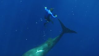 Swimming with Sperm Whales  Super Giant Animals  BBC Earth [upl. by Carmella]