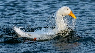 Duck sound  duckling in the pond  duck quack [upl. by Niledam138]