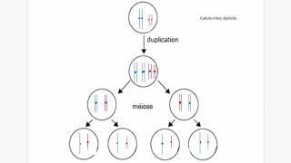 BAC Spé SVT Terminale 🧬 GÉNÉTIQUE  Schématisation dune méiose à 2n4 [upl. by Ettegdirb]