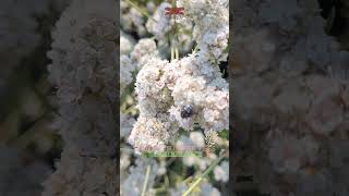 🌿Little ladybug 🐞 happily enjoyed pollen meal in nature park🌿BeetlesCoelophoro🐞 [upl. by Dotson430]