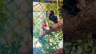 Trumpeter Hornbill  ШлеморогТрубач shorts birds zoo шортс птицы зоопарк [upl. by Nnayhs]