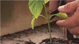 Pepper Plants  How to Prune Pepper Plants [upl. by Amerd]