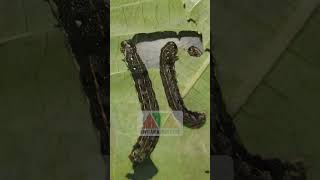 spodoptera litura atau ulat grayak dan insektisida endure pertanian ulat ulatgrayak pestisida [upl. by Ardnos]