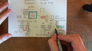 Beta 2 Agonists as Treatment for Asthma Part 4 [upl. by Oregolac286]