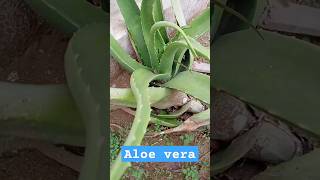 Aloe Vera  Plant [upl. by Haelak654]