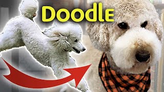 Poodle Full Groom  Dog Grooming Tutorial [upl. by Ybeloc]