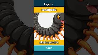 🇬🇧🇵🇱 centipede  skolopendra  learn English  Uczmy się angielskiego [upl. by Dorise]