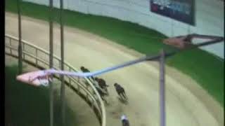 IGB  The Upcoming Events D2D3 25102018 Race 3  Shelbourne Park [upl. by Lula]