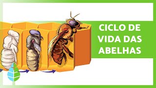 CICLO de VIDA das ABELHAS 🐝 Rainhas Operárias e Zangões [upl. by Notyarb]