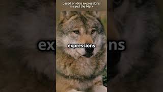 Wolves Facial Expressions Unveiled shorts wolf animals [upl. by Bette-Ann]