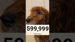 😱PUPPY NEEDS 1 MORE SUBSCRIBER FOR 600000😱 shorts puppy dog [upl. by Burny]